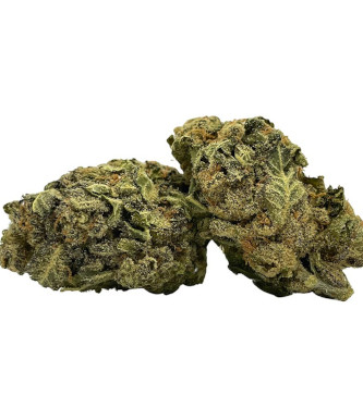 Harlequin CBD > 00 Seeds Bank | CBD cannabis seeds  |  Sativa