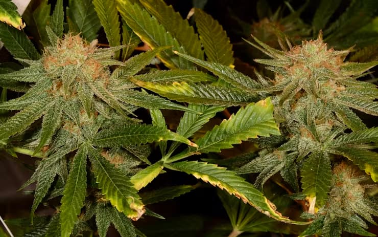 Harlequin CBD+ > CBD+ Buds | CBD cannabis seeds  |  Sativa