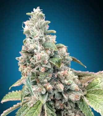 Harlequin CBD > 00 Seeds Bank | CBD cannabis seeds  |  Sativa