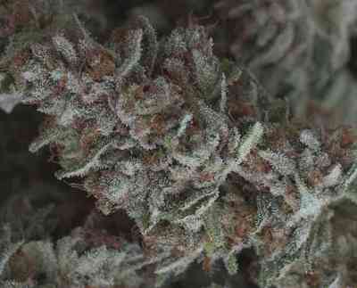 Harlox > Rare Dankness Seeds | Graines Normal  |  Indica