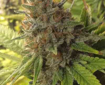 Harlox > Rare Dankness Seeds | Graines Normal  |  Indica