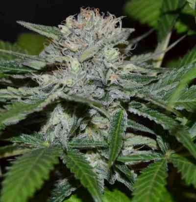 Hash Fruit > Cannabiogen | Feminized Marijuana   |  hybrid