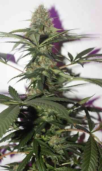 Hash Heaven > Soma Seeds | Semillas feminizadas  |  Sativa