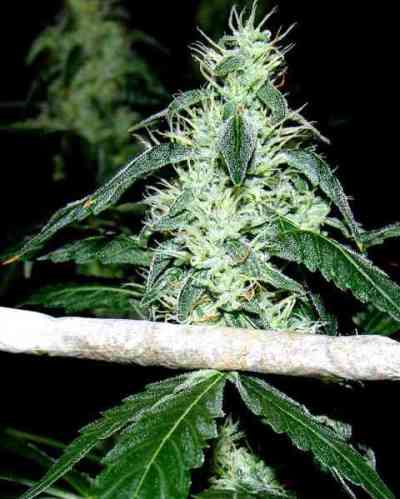 Hash Heaven > Soma Seeds | Semillas feminizadas  |  Sativa