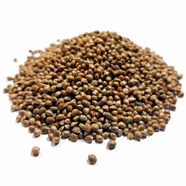 Hash Plant Seed > Bulk Seeds | Feminized Cannabis   |  Indica