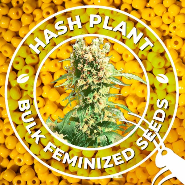 Hash Plant Seed > Bulk Seeds | Feminized Cannabis   |  Indica