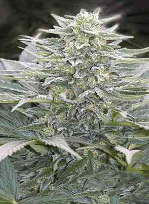 Hashberry > Mandala Seeds | Regular Marijuana   |  Indica