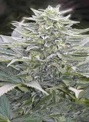 Hashberry > Mandala Seeds | Graines Normal  |  Indica