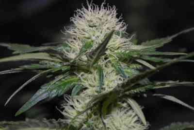 Hashberry > Mandala Seeds | Graines Normal  |  Indica