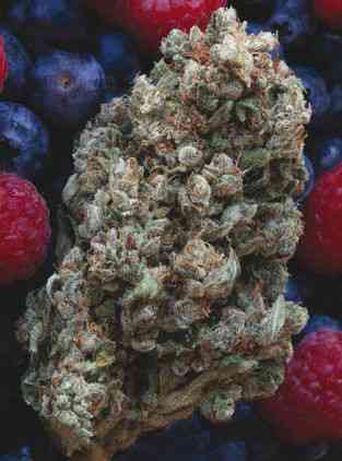 Hashberry > Mandala Seeds | Regular Marijuana   |  Indica