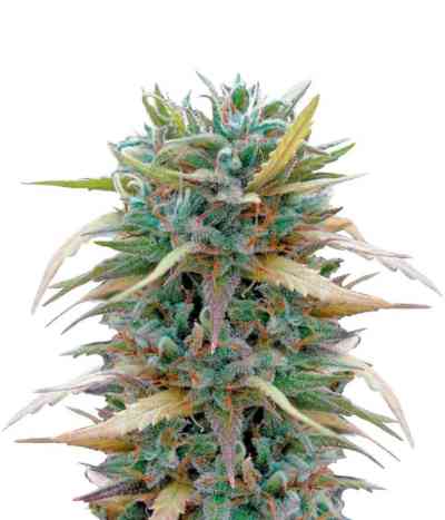 Hashplant Haze Seed > DNA Genetics | Feminized Marijuana   |  Sativa