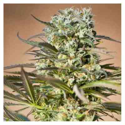 Hawaiian Wave Samen > Ripper Seeds | Feminisierte Hanfsamen  |  Sativa