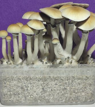 Hawaiian > Magic Mushrooms