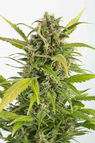 Haze Autoflowering CBD > Dinafem | Autoflowering Hanfsamen  |  Sativa