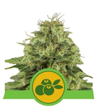 Haze Berry Automatic > Royal Queen Seeds | Graines Autofloraison  |  Sativa