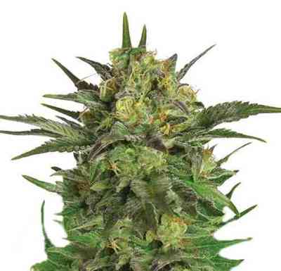 Haze Berry > Royal Queen Seeds | Feminisierte Hanfsamen  |  Sativa