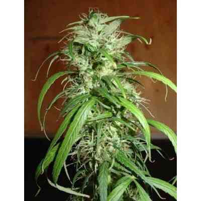 Haze Seed > Homegrown Fantaseeds | Feminized Marijuana   |  Sativa