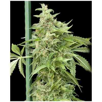 HazeGom > GrassOmatic | Autoflowering Hanfsamen  |  Hybrid