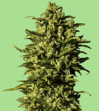 Hazenberg Am > Hypno Seeds | Autoflowering Cannabis   |  Sativa