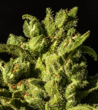 Hazenberg Am > Hypno Seeds | Semillas autoflorecientes  |  Sativa