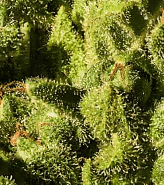 Hazenberg Am > Hypno Seeds | Autoflowering Cannabis   |  Sativa
