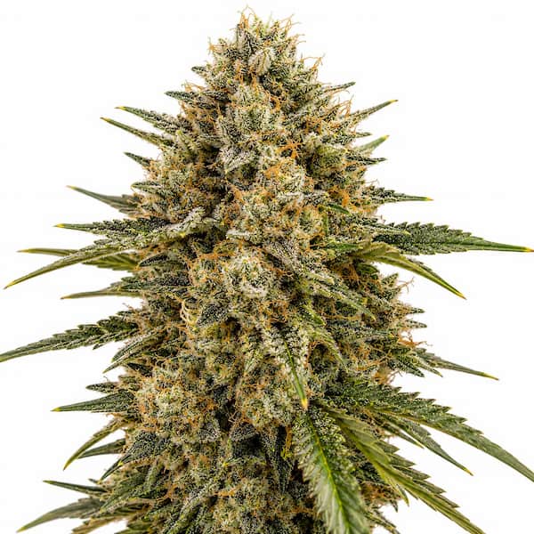 Headbanger x K-Mintz Seed > Ripper Seeds | Feminized Cannabis   |  Indica