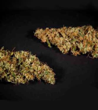 Heaven\'s Fruit > Philosopher Seeds | Semillas feminizadas  |  Híbrido