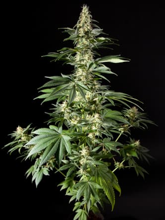 Heaven\'s Fruit > Philosopher Seeds | Semillas feminizadas  |  Híbrido