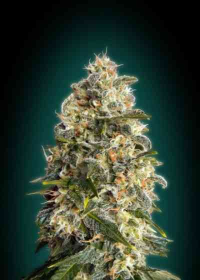 Heavy Bud graines > Advanced Seeds | Graines Féminisées  |  Indica