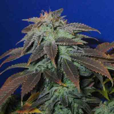 Heavy Duty fruity Seed > T.H. Seeds | Regular Marijuana   |  Hybrid