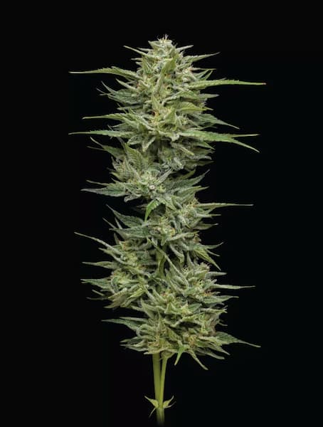 Hella Jelly > Humboldt Seed Company | Graines Féminisées  |  Sativa