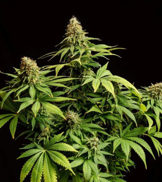 Hellfire OG > Kannabia Seeds | Feminized Marijuana   |  Indica