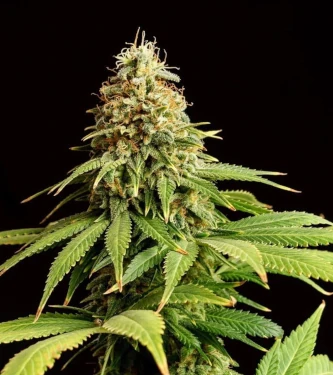 Hellfire OG > Kannabia Seeds | Feminized Marijuana   |  Indica