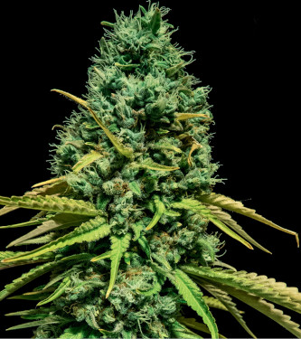 Hells bells OG > Bulk Seed Bank | Graines Féminisées  |  Indica