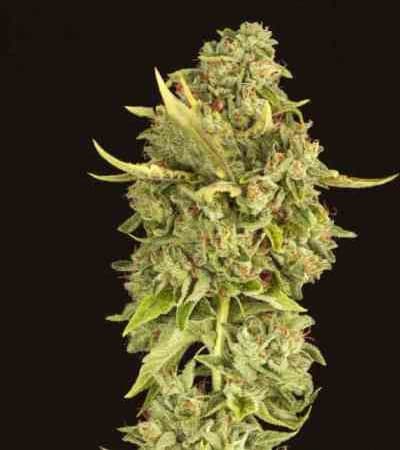 Hells Bells > The Devil\'s Harvest Seed Company | Reguläre Hanfsamen  |  Indica