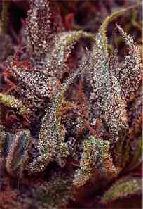 Her Majesty > Delicatessen | Feminized Marijuana   |  Sativa