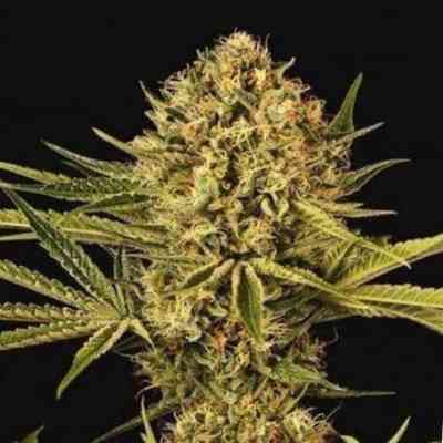 Herz OG > Exotic Seeds | Feminisierte Hanfsamen  |  Hybrid