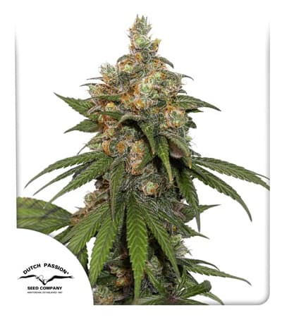 HiFi 4G > Dutch Passion | Feminized Marijuana   |  hybrid