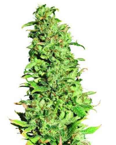 High Level > Eva Female Seeds | Feminisierte Hanfsamen  |  Sativa