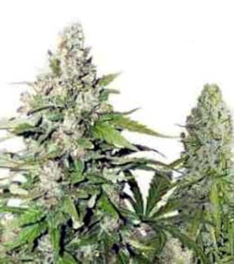 High Potency Autoflower Mix > Dutch Passion | Semillas autoflorecientes  |  Híbrido