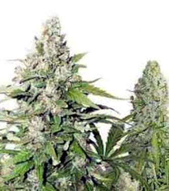 High Potency Autoflower Mix > Dutch Passion | Autoflowering Cannabis   |  Hybrid