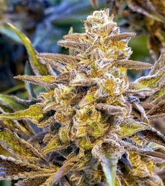 High Voltage Auto > High Speed Buds | Recommandations sur les graines  |  TOP 10 Auto Flowering
