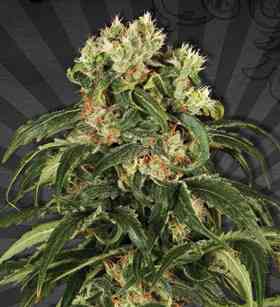 Hijack Automatic > Auto Seeds | Graines Autofloraison  |  Sativa