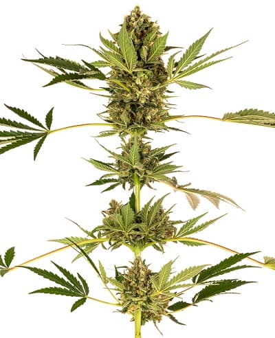 Himalayan CBD > Sensi Seeds | Semillas de cannabis medicinal CBD  |  Híbrido