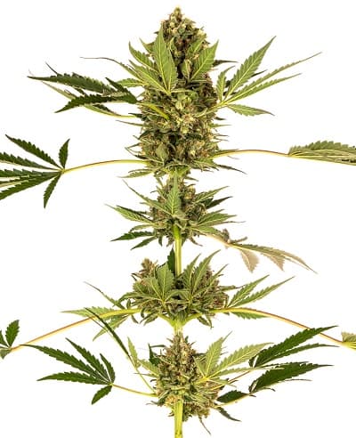 Himalayan CBD > Sensi Seeds | Semillas CBD  |  Híbrido