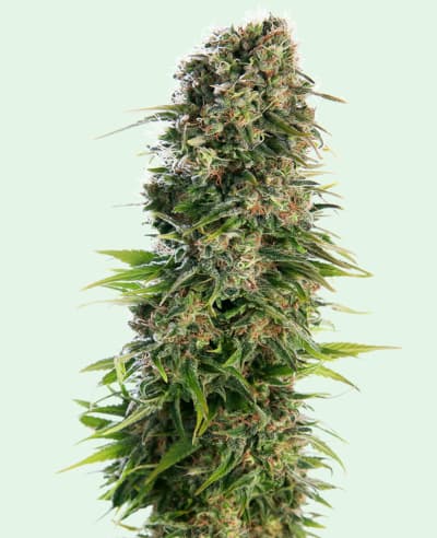 Hindu Kush Automatic > Sensi Seeds | Autoflowering Hanfsamen  |  Indica