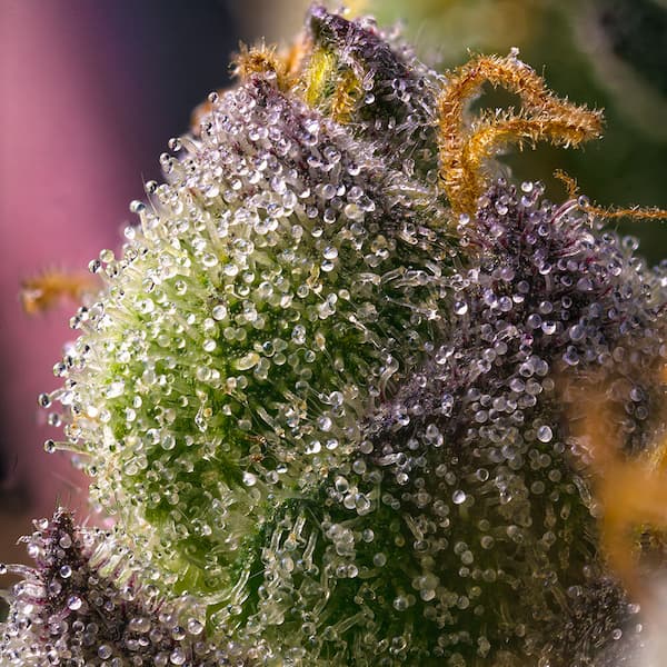 Hindu Kush Seed > Barneys Farm | Feminized Cannabis   |  Indica