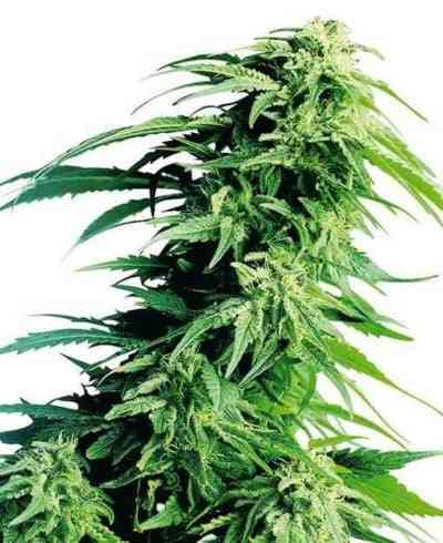 Hindu Kush > Sensi Seeds | Feminized Marijuana   |  Indica