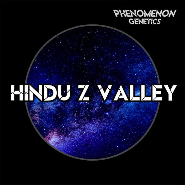 Hindu Z Valley > Phenomenom Genetics | Feminized Cannabis   |  Indica