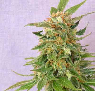Ginger Punch Auto > Kannabia Seeds | Autoflowering Cannabis   |  Indica